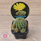 Lobivia arachnacantha (Yellow Form)