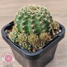 Lobivia arachnacantha (Yellow Form)