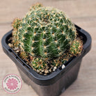 Lobivia arachnacantha (Yellow Form)
