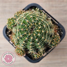 Lobivia arachnacantha (Yellow Form)