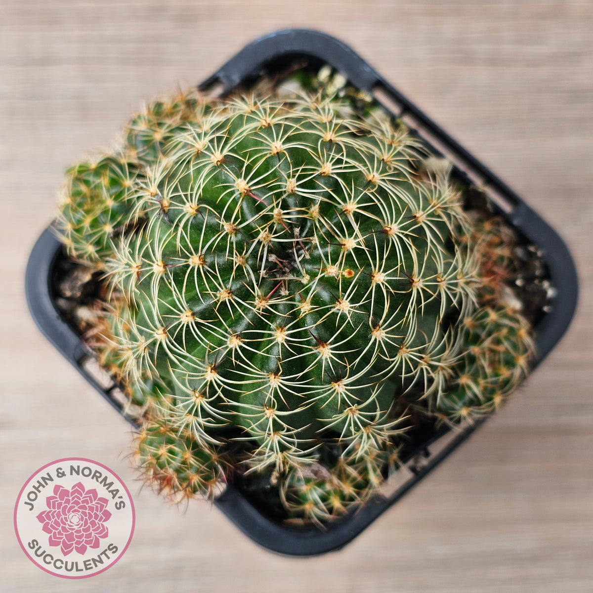 Lobivia arachnacantha (Yellow Form)