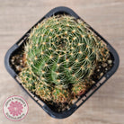 Lobivia arachnacantha (Yellow Form)