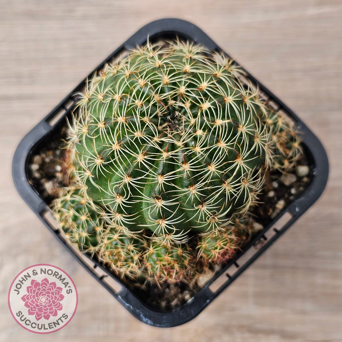 Lobivia arachnacantha (Yellow Form)