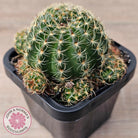 Lobivia arachnacantha (Yellow Form)