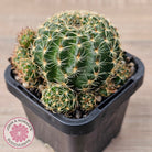 Lobivia arachnacantha (Yellow Form)