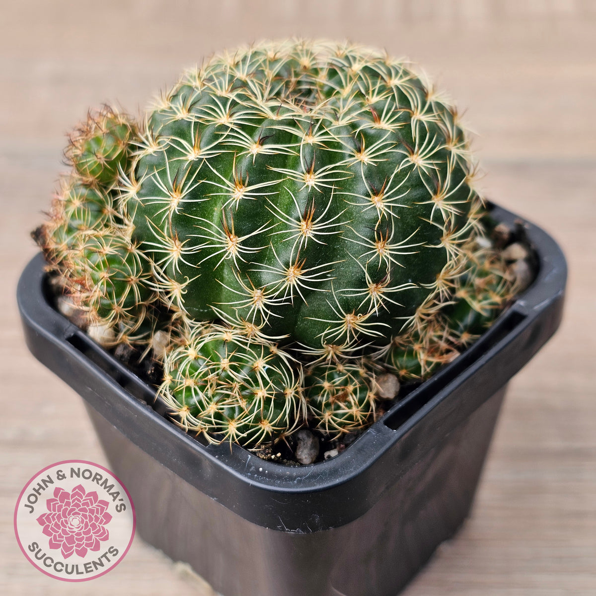 Lobivia arachnacantha (Yellow Form)