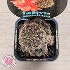 Lobivia schieliana