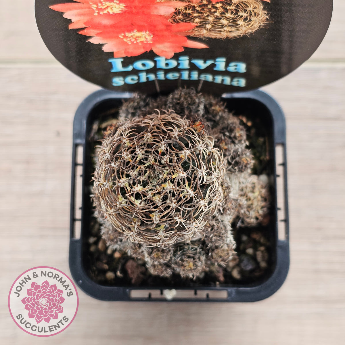 Lobivia schieliana