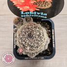 Lobivia schieliana