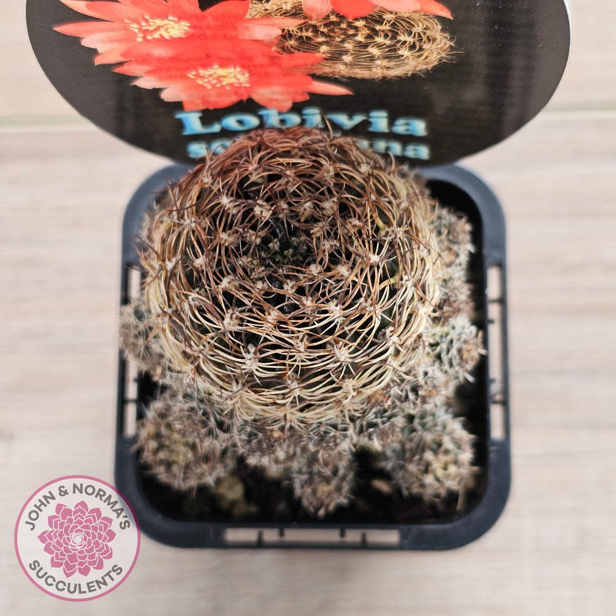 Lobivia schieliana