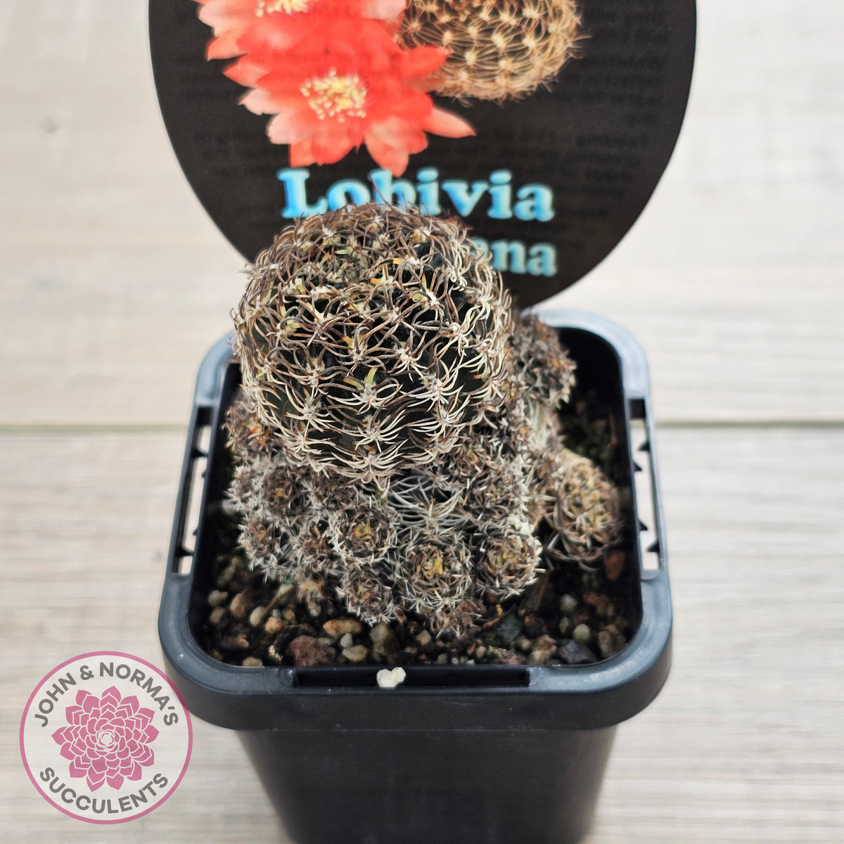 Lobivia schieliana