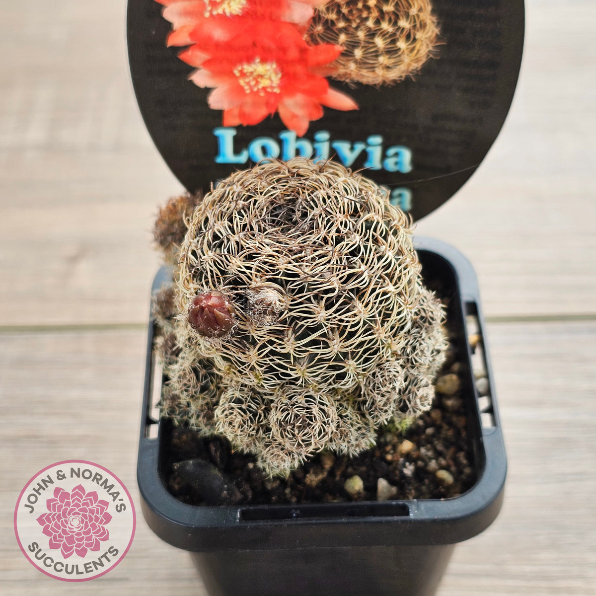 Lobivia schieliana