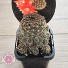 Lobivia schieliana