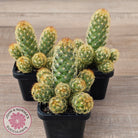 Mamillaria Elongata