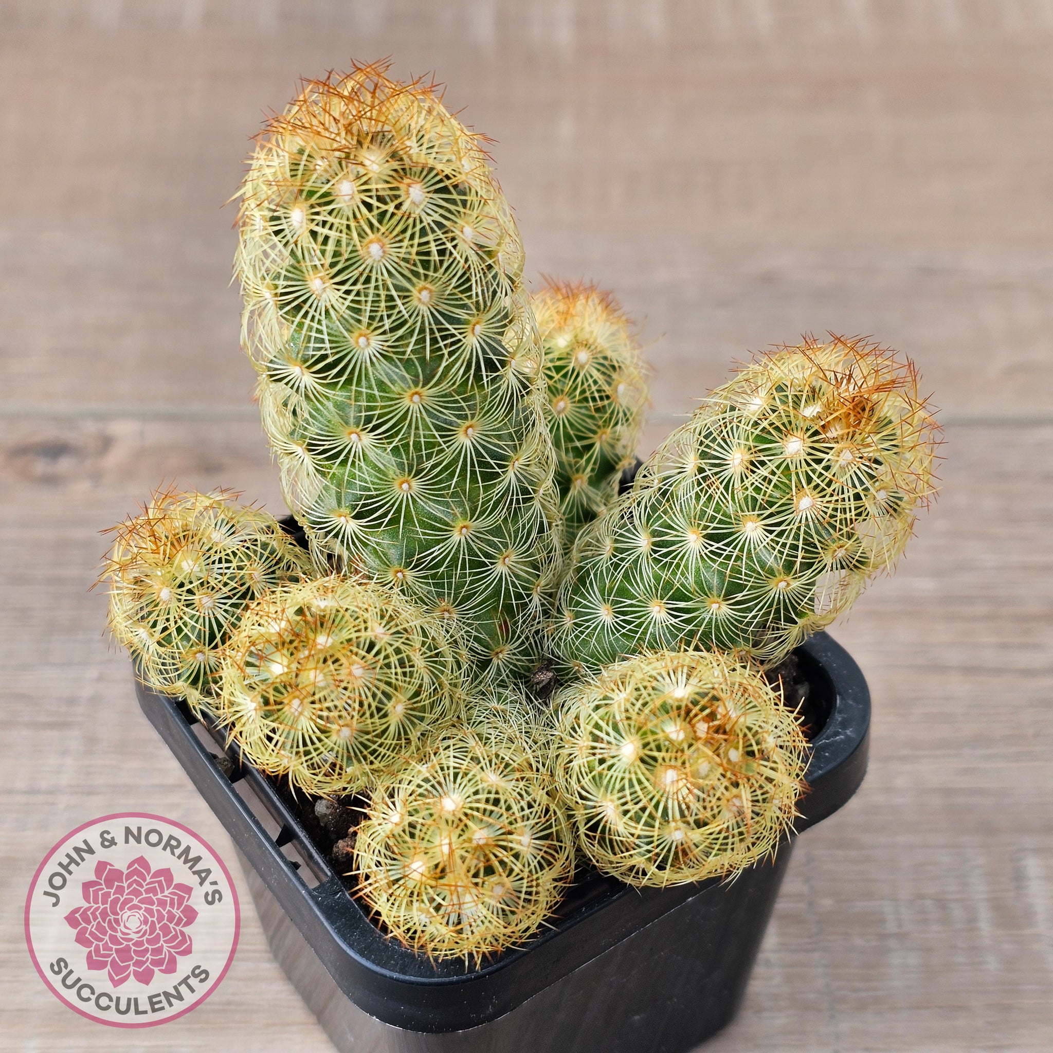 Buy Mamillaria Elongata Australia