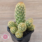 Mamillaria Elongata