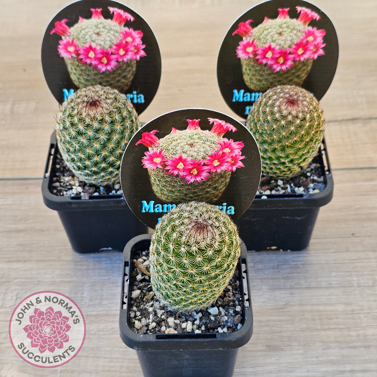 Mammillaria matudae