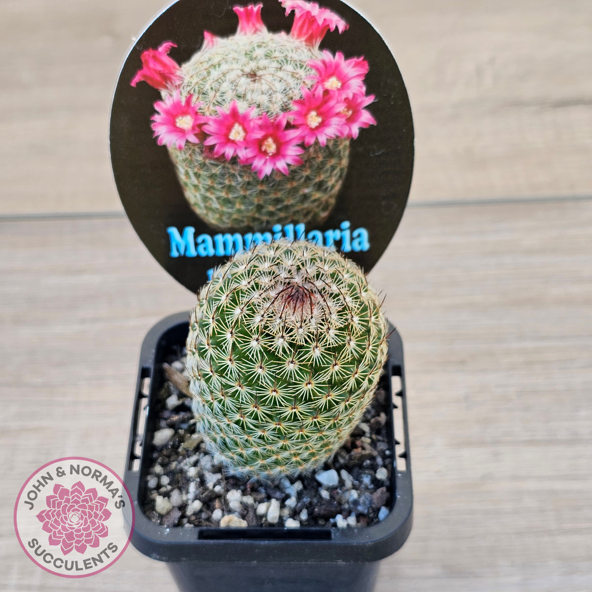 Mammillaria matudae