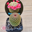 Mammillaria matudae
