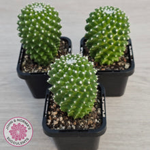 Load image into Gallery viewer, Mammillaria Pico 'Dalek'
