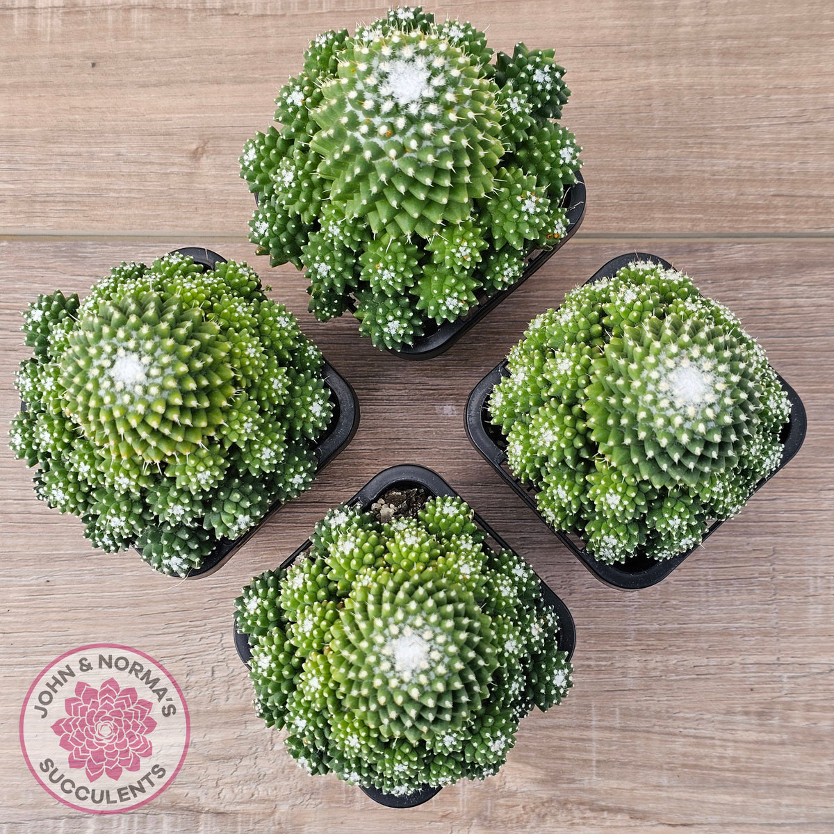 Mammillaria Pico 'Dalek'