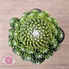 Mammillaria Pico 'Dalek'