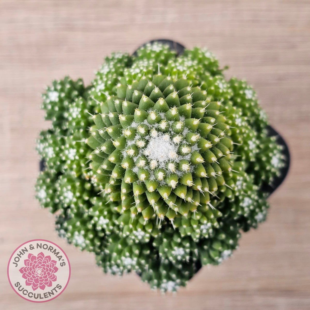Mammillaria Pico 'Dalek'