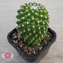 Load image into Gallery viewer, Mammillaria Pico 'Dalek'
