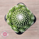 Mammillaria Pico 'Dalek'