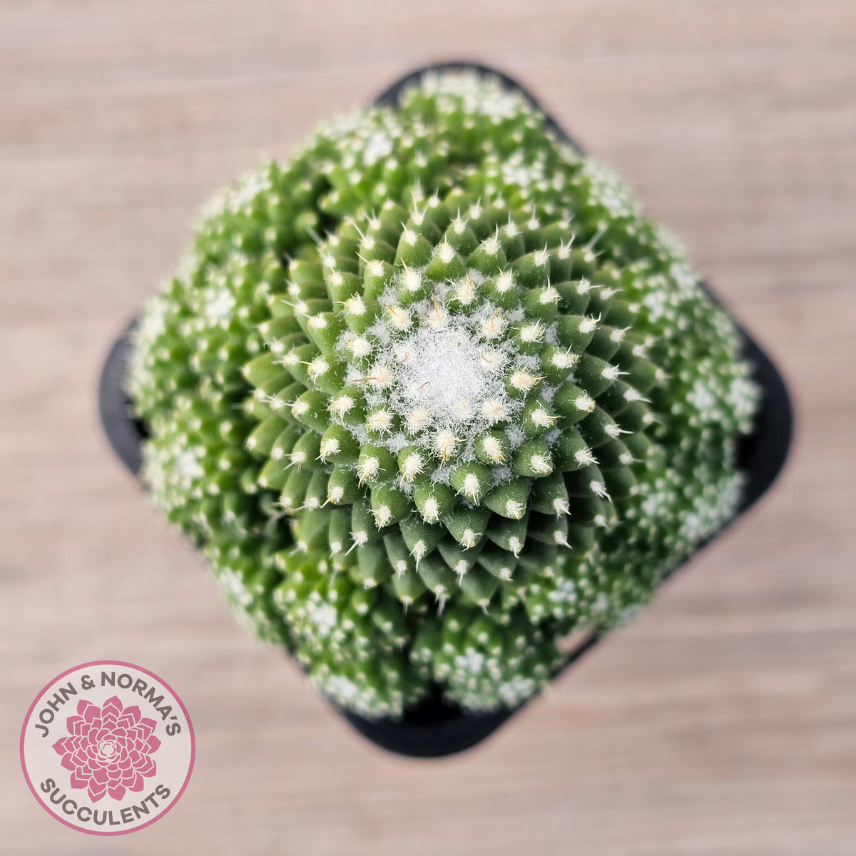 Mammillaria Pico 'Dalek'
