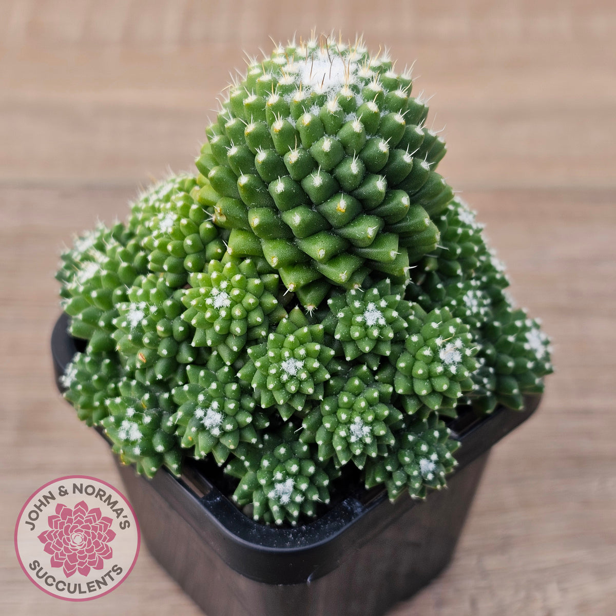 Mammillaria Pico 'Dalek'
