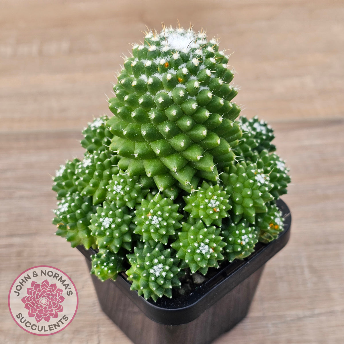 Mammillaria Pico 'Dalek'