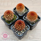 Mammillaria carmenae 'Feather Cactus'