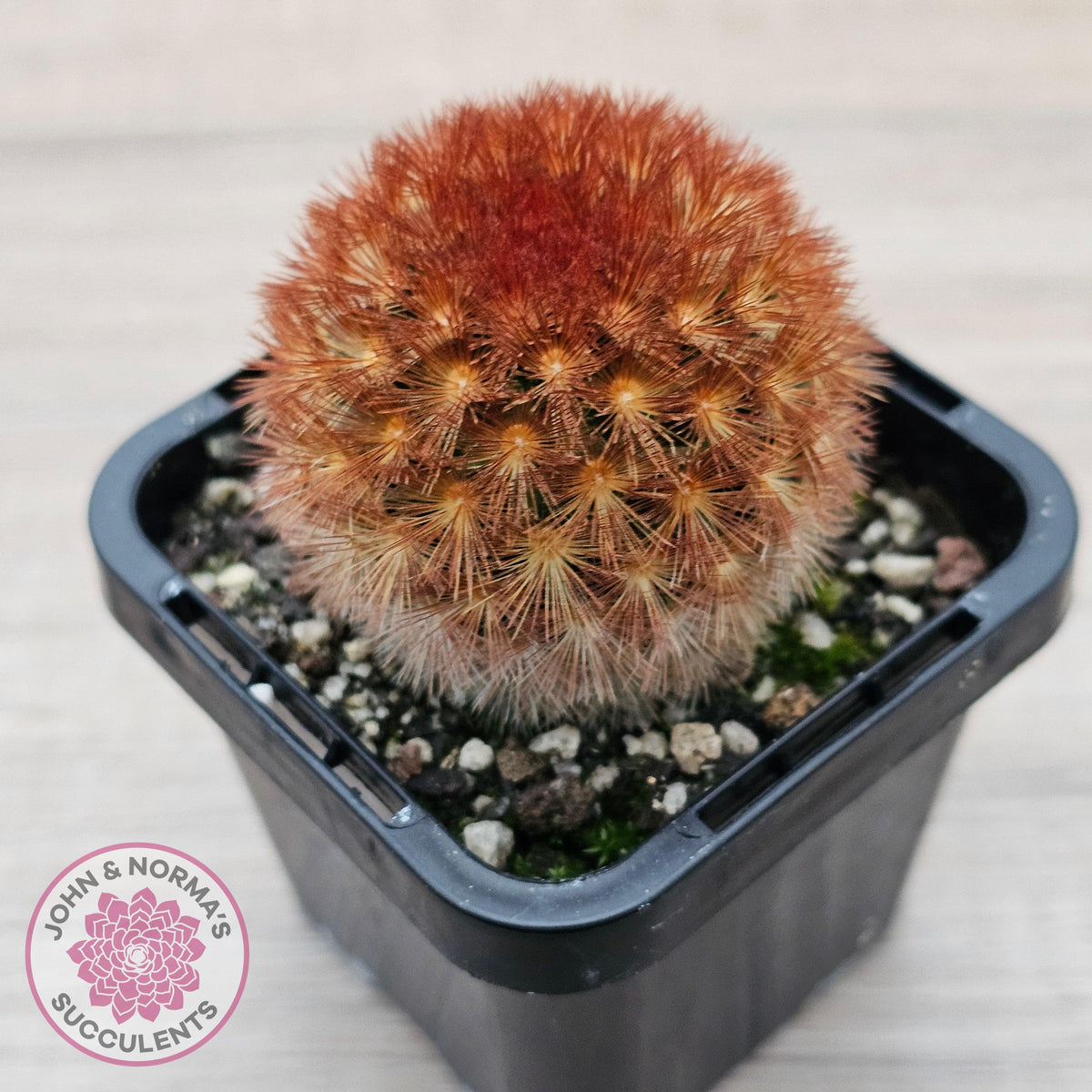 Mammillaria carmenae 'Feather Cactus'