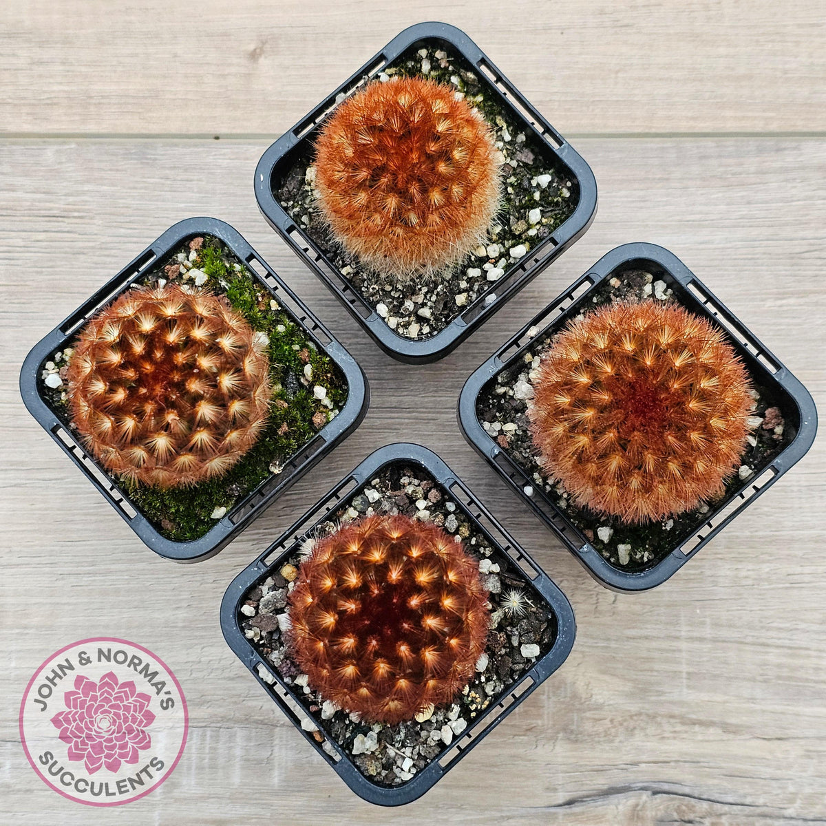 Mammillaria carmenae 'Feather Cactus'