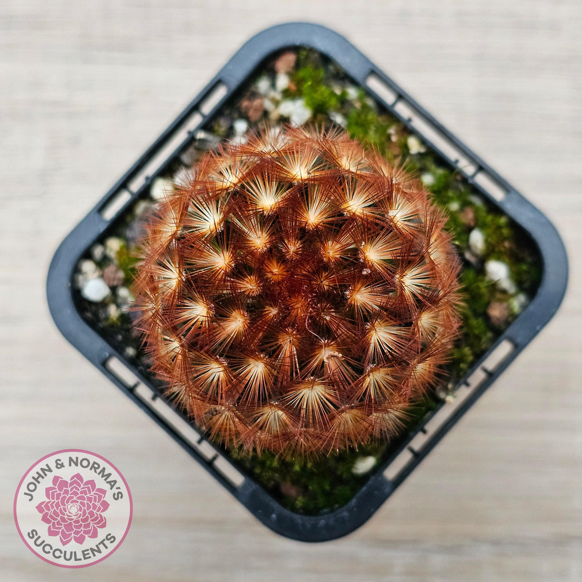 Mammillaria carmenae 'Feather Cactus'