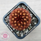 Mammillaria carmenae 'Feather Cactus'