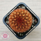 Mammillaria carmenae 'Feather Cactus'