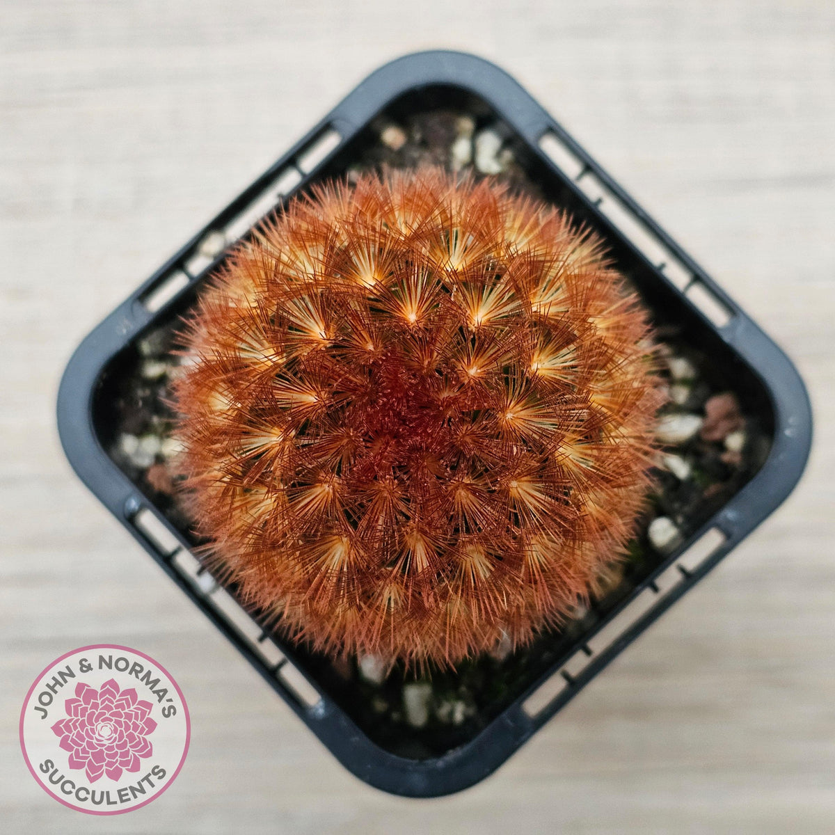 Mammillaria carmenae 'Feather Cactus'