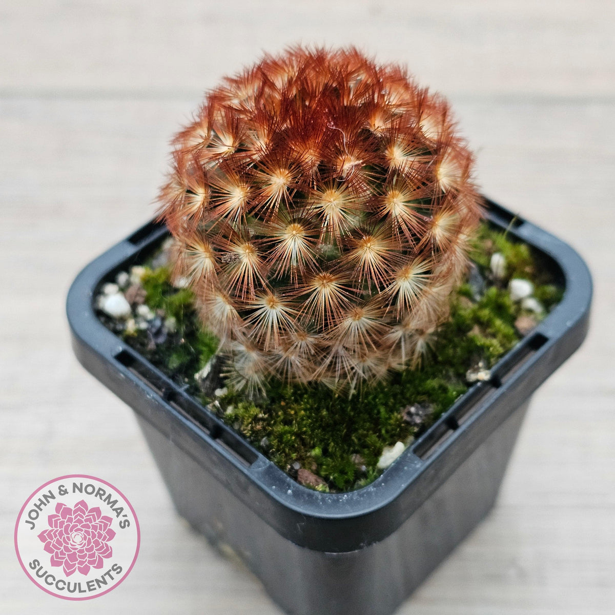 Mammillaria carmenae 'Feather Cactus'