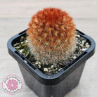 Mammillaria carmenae 'Feather Cactus'