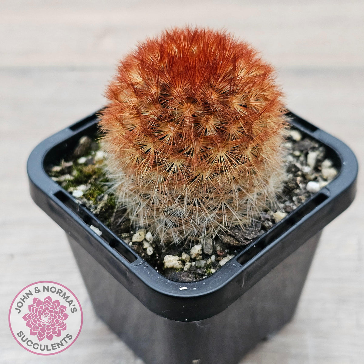 Mammillaria carmenae 'Feather Cactus'