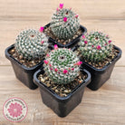 Mammillaria hahniana ssp. woodsii
