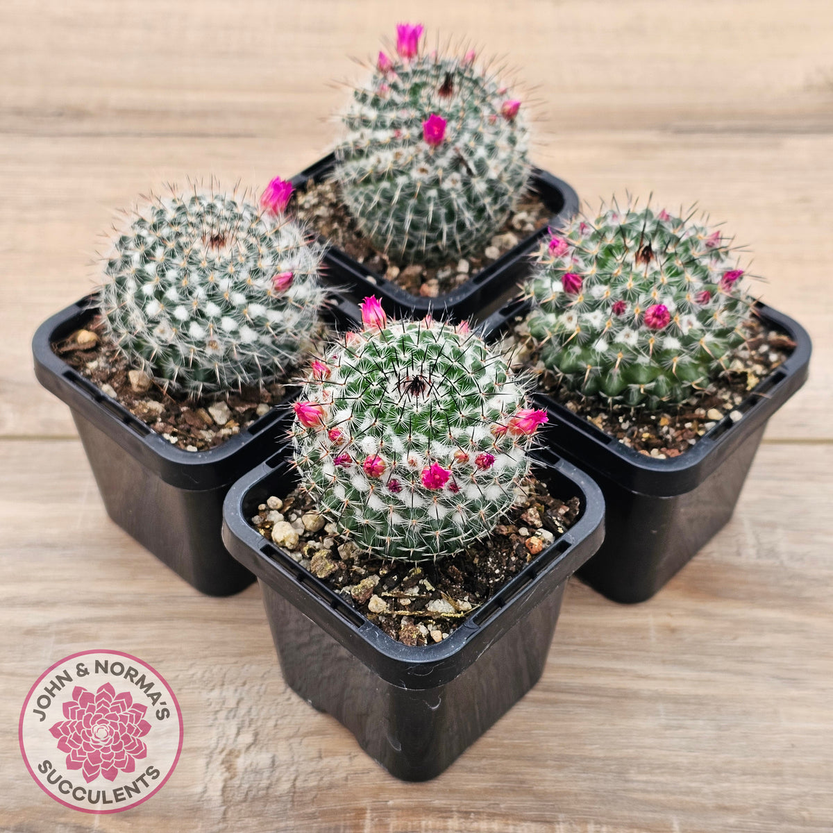 Mammillaria hahniana ssp. woodsii