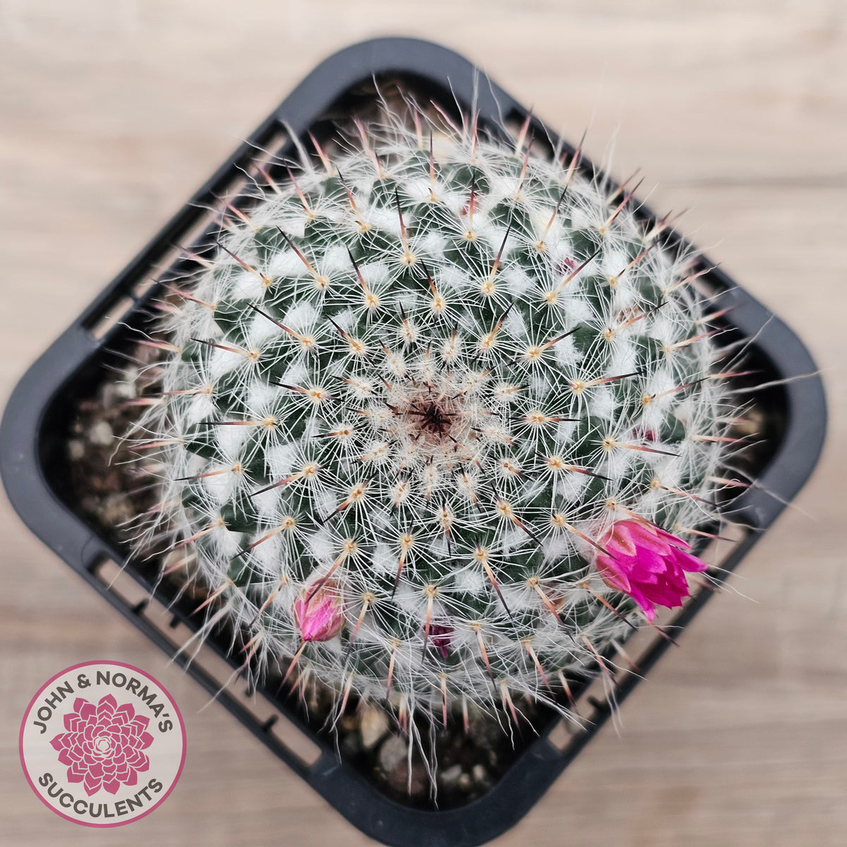 Mammillaria hahniana ssp. woodsii