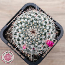 Load image into Gallery viewer, Mammillaria hahniana ssp. woodsii
