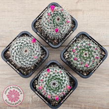 Load image into Gallery viewer, Mammillaria hahniana ssp. woodsii
