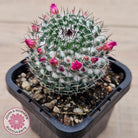 Mammillaria hahniana ssp. woodsii