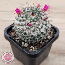 Load image into Gallery viewer, Mammillaria hahniana ssp. woodsii

