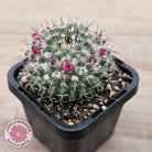 Mammillaria hahniana ssp. woodsii